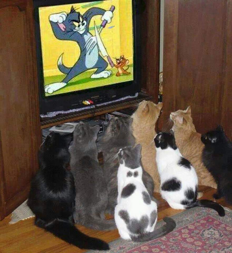 Katzen schauen Tom und Jerry