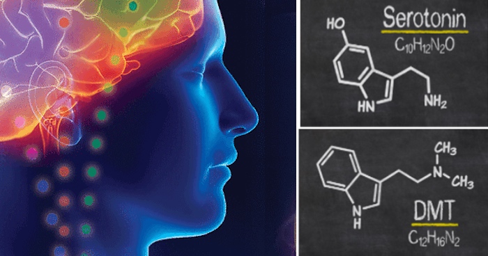 serotonin dmt