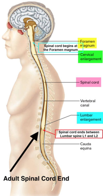 adult spinal cord